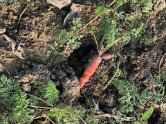 -胜丰草莓采摘园