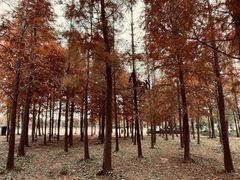 -上海长兴岛郊野公园