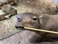 -Zoolung Zoolung动物主题公园(海信广场店)