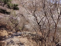 -鹫峰国家森林公园