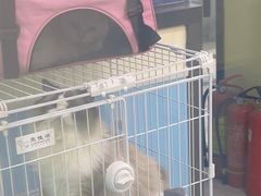 -天宠宠物医院24小时·急重症诊疗中心·全科·腔镜特色(和平分院)