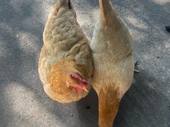 -临江宴餐厅·野生鱼·山里菜(富春江店)