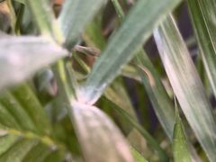 -合肥滨湖国家森林公园