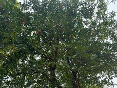 -苏州香山国际大酒店