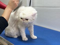 -芭比堂宠物医院·全科爱猫医院·仁德分院