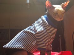 -猫色咖啡·猫咖