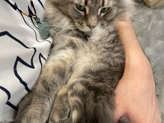 -楼上猫咖(罗湖店)