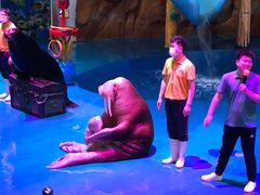 -烟台海昌鲸鲨海洋公园