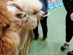 -藦茜花园宠物主题亲子互动体验馆(国顺东路店)