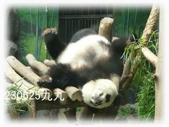 -红山森林动物园