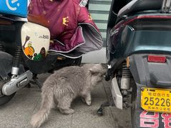 -阊门姚记豆浆(旧学前直营店)