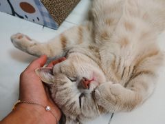 -东方名猫馆·英短金渐层布偶猫舍(环线广场1号楼店)