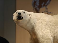 -Behring World of Animals(上海自然博物馆店)