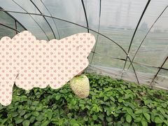 -喜杨洋草莓采摘园