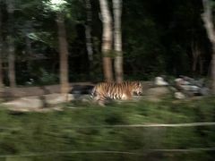 -清迈夜间动物园