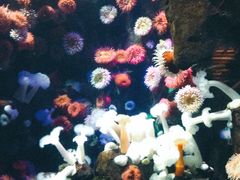 -瑞普利水族馆