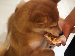 -柴源莊·柴小宠柴犬咖啡