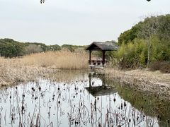 -同里国家湿地公园