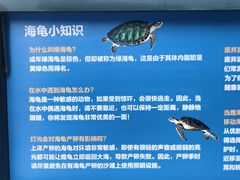 -广东惠东海龟国家级自然保护区