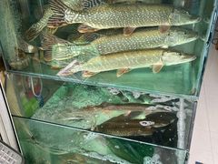 -煲来饱去冷水鱼