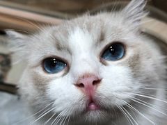 -瞄一喵猫咖(格力海岸店)