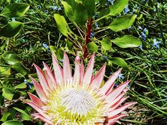 -墨尔本皇家植物园