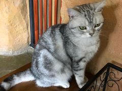-猫猫幼稚园·撸猫·桌游·电玩