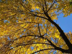 -新元素(三里屯太古里南区)