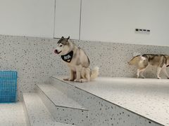 -Husky Go!哈士奇体验馆·宠物咖啡厅狗咖