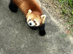 -合肥野生动物园