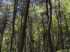 -铁山坪森林公园