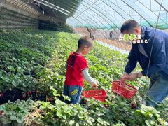 -大自然农场蔬菜草莓采摘园