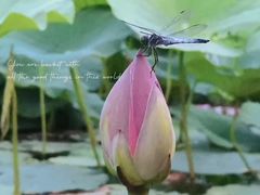 -沈阳鸟岛