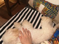 -more than meow吴止猫主题餐厅(承德 中船汇店)