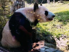-都江堰中华大熊猫苑