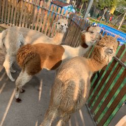 -萌宠亲子动物乐园(槐房万达店)