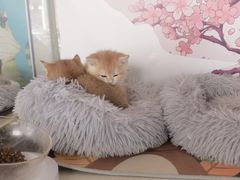 -糯米喵星人总部直营旗舰店·猫舍·幼猫出售