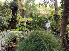 -深圳仙湖植物园