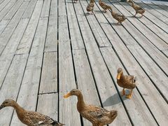 -野鸭湖国家湿地公园