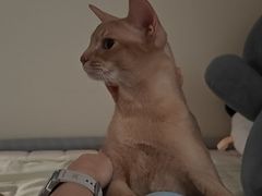 -半岛宠物医院24小时(科华中路店)
