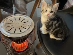 -喵zoo家庭繁育猫舍(尖东智能花园店)