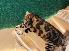 -猫和宫(六道口店)