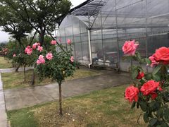 -呼吸森林·生态农庄农家乐私房菜