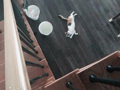 -Bastet sally猫舍购宠(静安店)