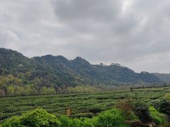 -中国茶叶博物馆(双峰馆区)