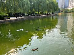 -团结湖公园