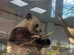 -成都动物园