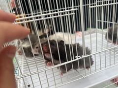 -中环花鸟鱼虫市场
