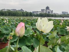 -莲花池公园