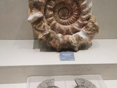 -安徽省地质博物馆